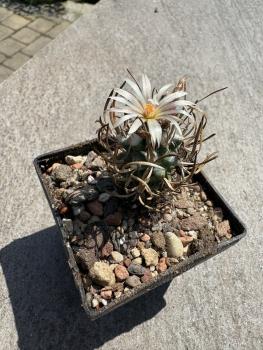 Turbinicarpus flaviflorus